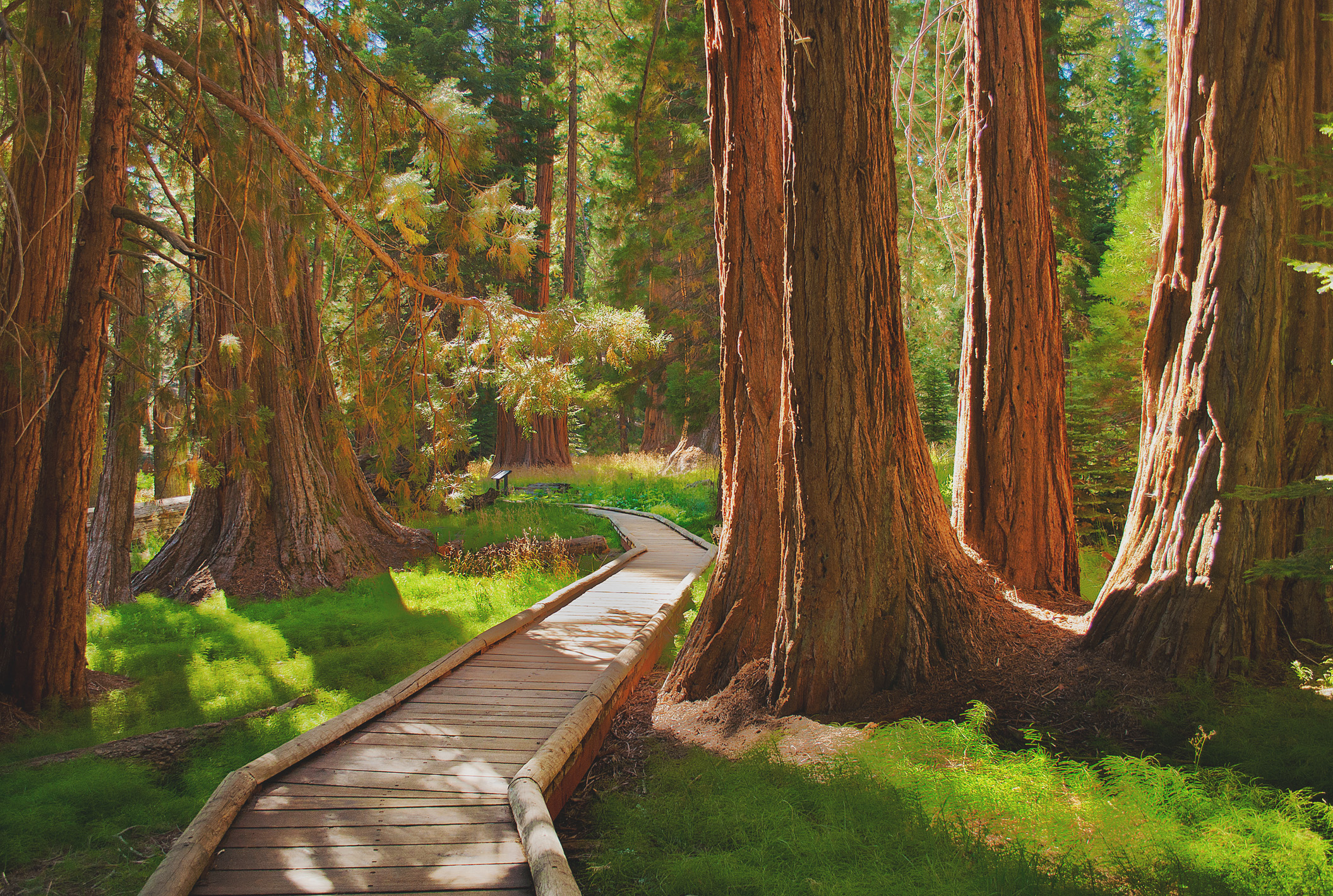 A winding forest path symbolizing the journey to navigate divorce.